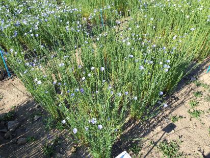 Click for 1 image(s) for this accession.